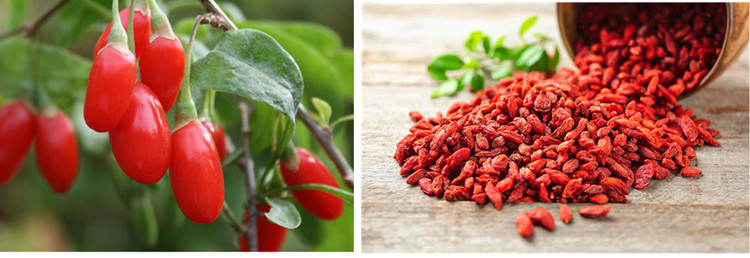 Is Goji Extract Good For You.jpg